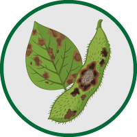 acaro-da-leprose | Café e citrus | Ourofino Agrociência